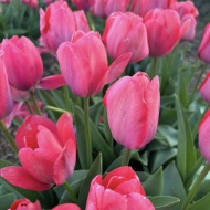Tulipánszüret Tázlár 2024. Homokhátsági tulipánszüret és piknik a TulipGardenben