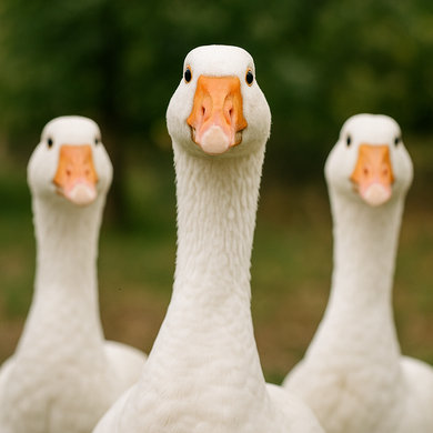 Márton-nap Hajdúböszörmény 2025